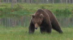 Brown Bear attacking with audio!