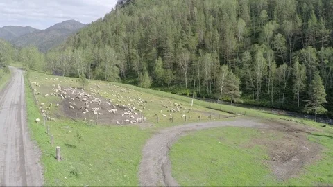 001 flock of sheep in the mountains 動画素材 80122386