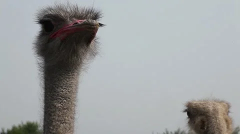 001 Stock Footage 947348