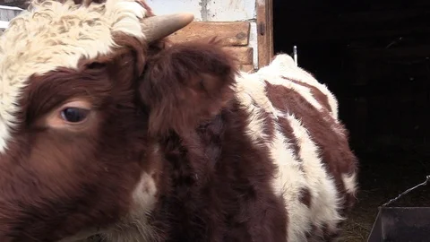 001 Video stock 122616426