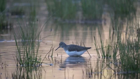 001 Stock Footage 313819250