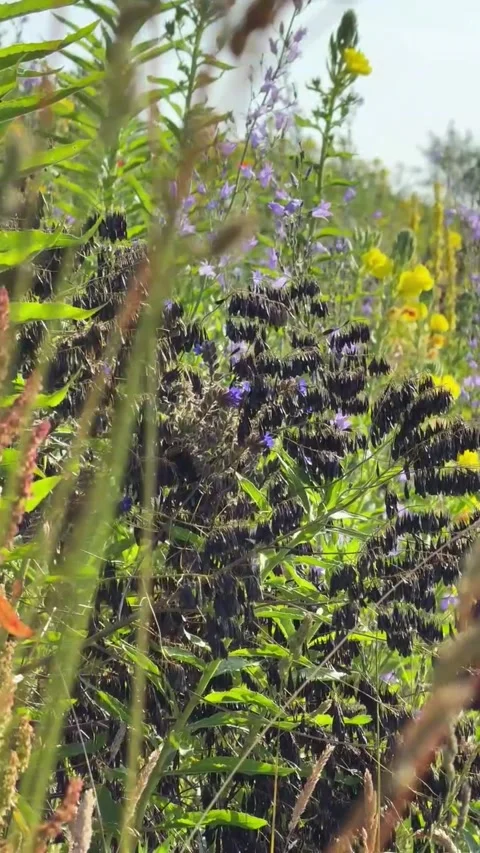 001 Soft Meadow Sway Video stock 325987417