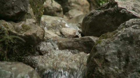 0010 720p 25 stream Stock Footage 706841