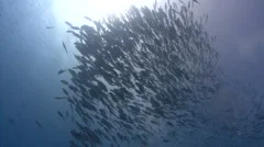 Huge school of fish silhouette with the sun