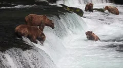 Adult Grizzly bears at falls looking catching salmon fish (prev -36)