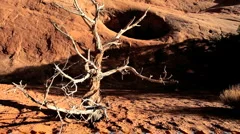 Dead Tree Caused by Desert Drought