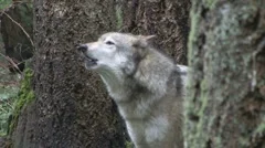 Gray Wolf Howling 01