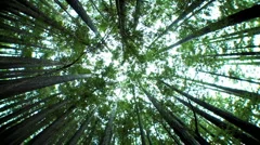 Low-Angle View of Canopy of Trees