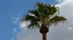Birds In Palm Tree