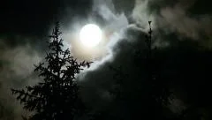 Full moon, pine trees and clouds at night