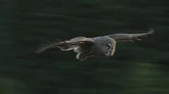 Great Grey Owl In Flight fly from branch landing ground