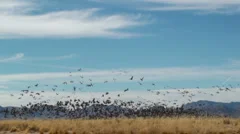 Birds Take Flight
