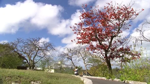 0011GA Video stock 73303965