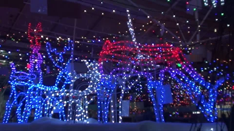 0015 animals in lights Stock Footage 924087