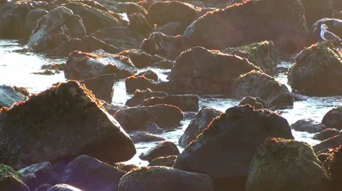 0019 Sunrise on the coast Stock Footage 35261859