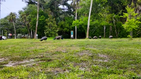 0019Peacocks Stock Footage 339983389