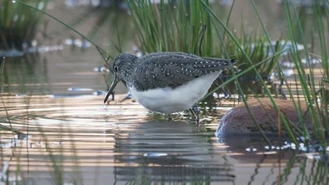 001b Stock Footage 313820596