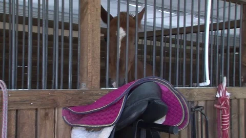 002 Stable 库存影片 77551496