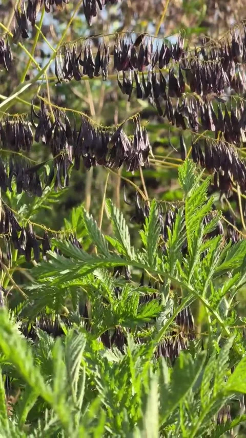 002 Wild Meadow Clusters Video stock 325987419