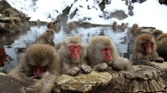 Group of Japanese Macaques monkeys, Jigokudani nature reserve, Chubu, Japan