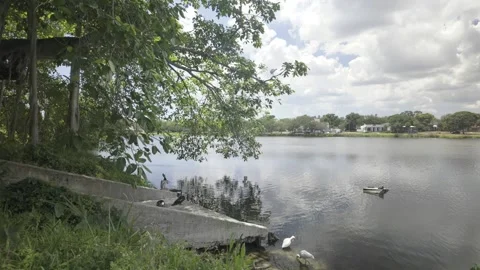 0023Ducks Resting Under Overhanging Tree on a Tranquil Suburban Lake Shore on a Видео 333658921
