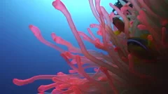 Close up of red anemone moving to blue water