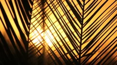 Palm Frond Sunset Slowed
