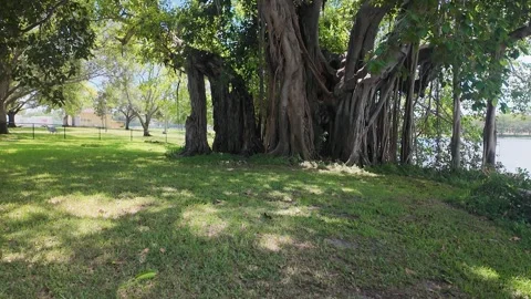 0025Massive towering Banyan Tree With Twisted Roots and Lush Green Canopy in Cal 库存影片 333659099