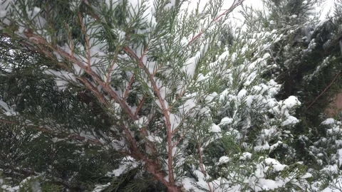 003 Falling snow on a background of juniper Video stock 147351554