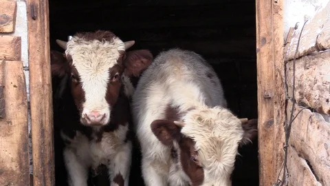 003 Video stock 122616404