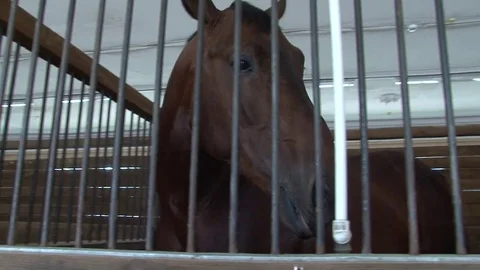 003 Stable Stock Footage 77551505