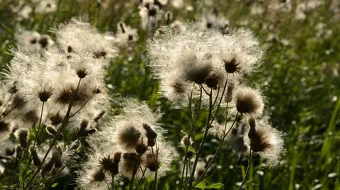 0030- Stock Footage 8845875