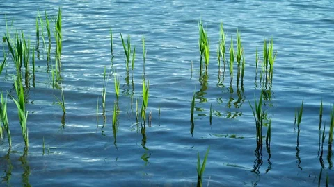 0037 lake Stock Footage 91316287