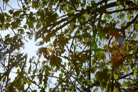 0039 Ramas NTSC Stock-Footage 5090690