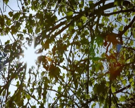 0039 Ramas PAL Stock Footage 5090722