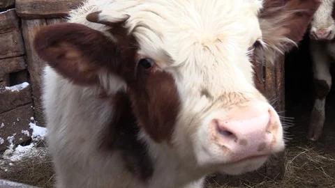 004 Video stock 122616398