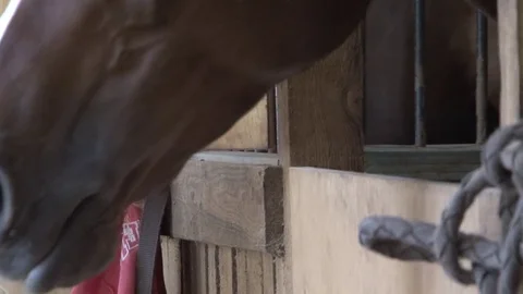 004 Horse in stable 動画素材 77551493