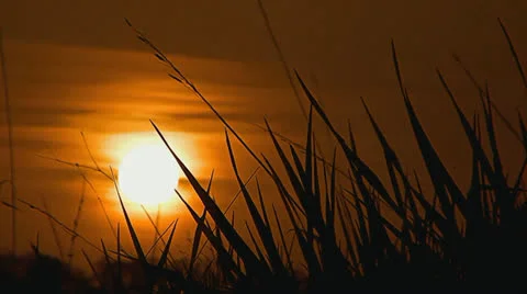 004 Sunset of a sun on a background a grass 1 min.mp4 Stock Footage 25144362