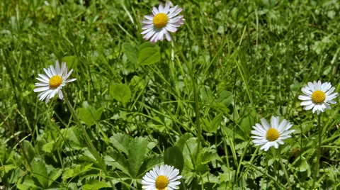 0040 Flores HD25 Stock Footage 5090865