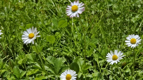 0040 Flores HD30 Stock Footage 5091190