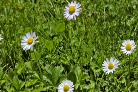 0040 Flores NTSC Video stock 5091234