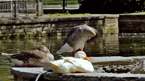 0041 Patos HD25 Video stock 5167097