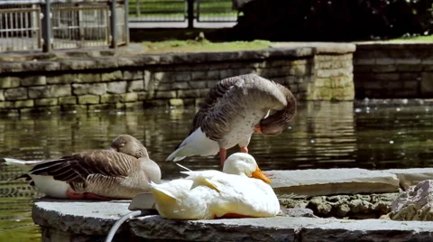 0041 Patos HD30 Stock Footage 5175446