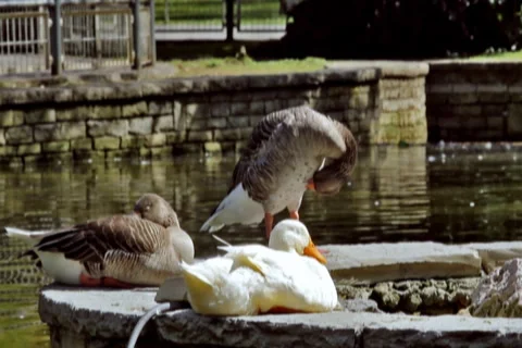 0041 Patos NTSC Video stock 5185853