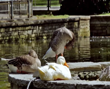 0041 Patos PAL Stock Footage 5185914