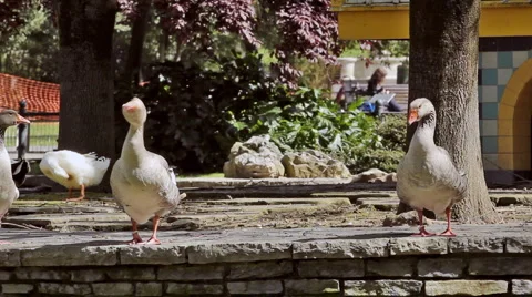 0042 Patos HD25 Video stock 5186178