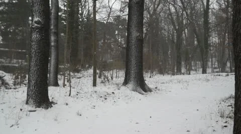 00426warpsnow in the forest Stock Footage 12756417