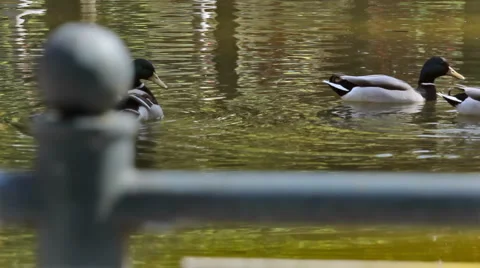 0043 Patos HD30 Stock Footage 5186573