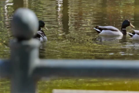 0043 Patos NTSC Stock Footage 5186587