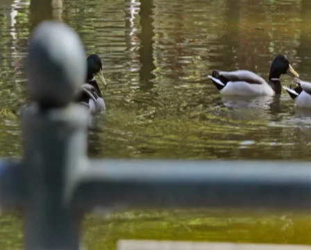 0043 Patos PAL Stock Footage 5186597